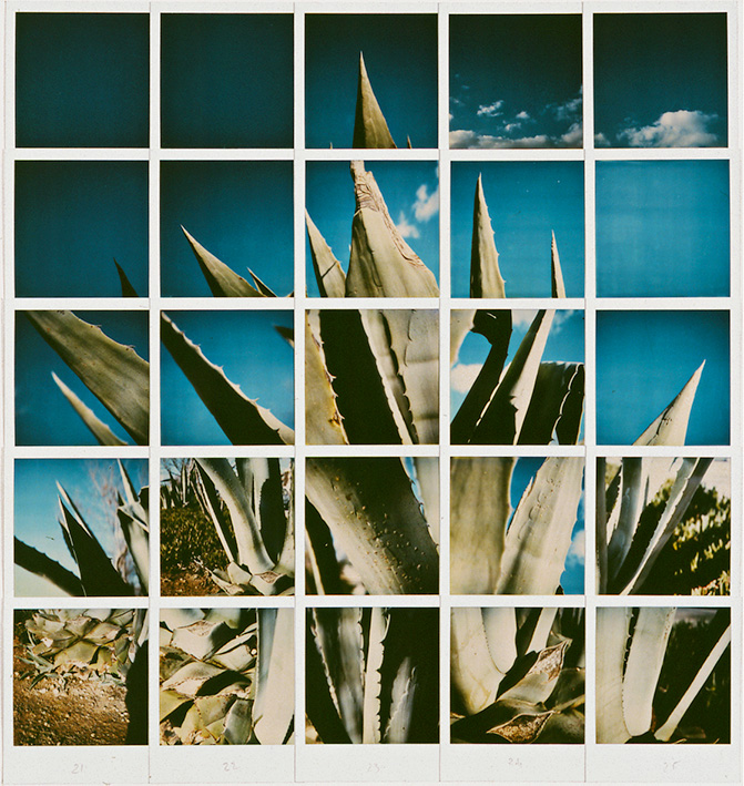 Polaroid agave  1985